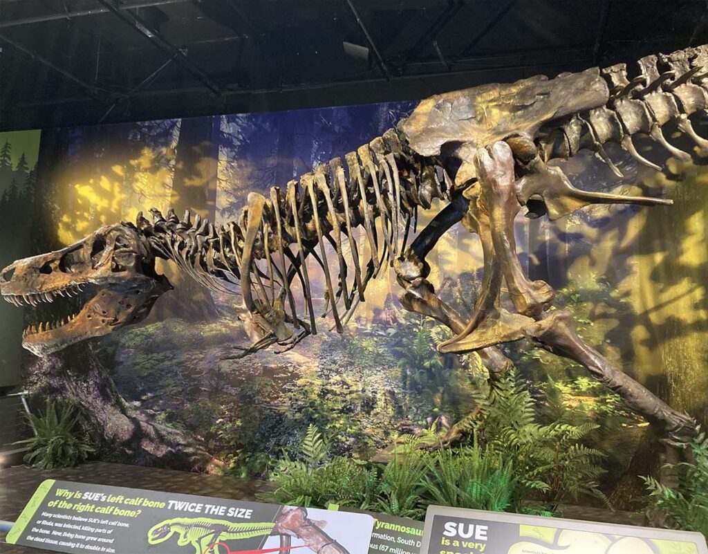 SUE the T-Rex